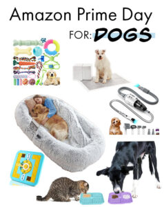 Amazon Prime 2023: Dogs Accessories