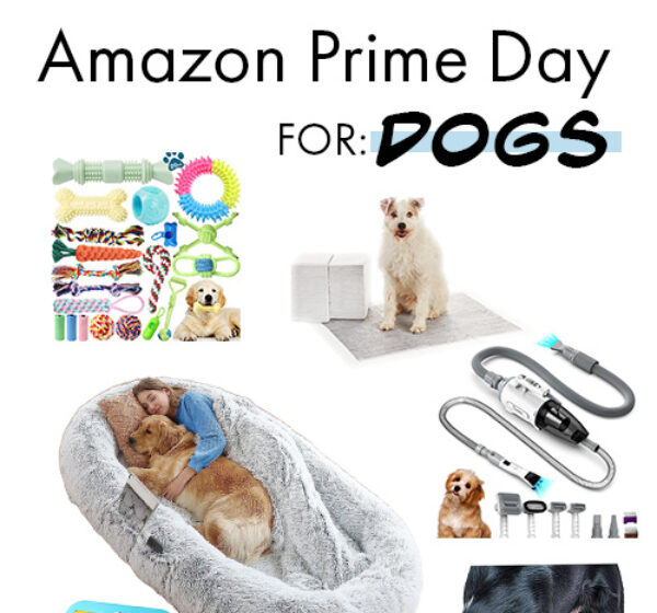 Amazon Prime 2023: Dogs Accessories Amazon Prime 2023: Dogs Accessories